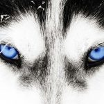 Close-up shot of a husky dog's blue eyes